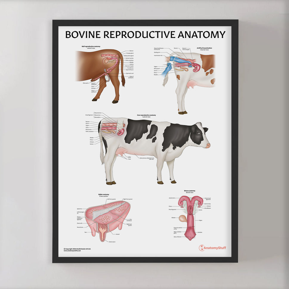Bovine Reproductive Anatomy Chart / Poster
