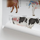 Switch Bovine Reproductive Anatomy Chart / Poster 2 image