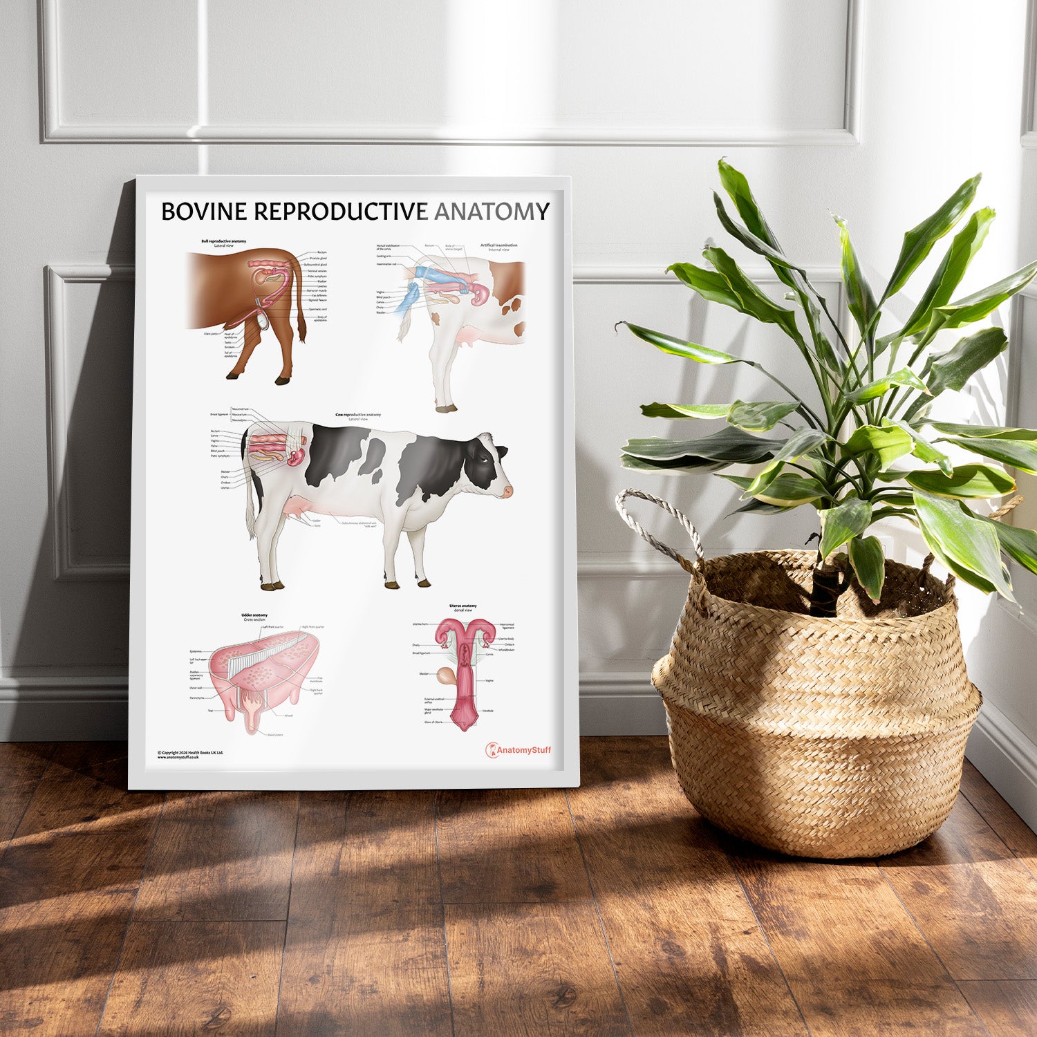 Bovine Reproductive Anatomy Chart / Poster
