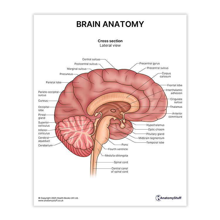 Brain Anatomy Print (Small 20 x 25 cm)