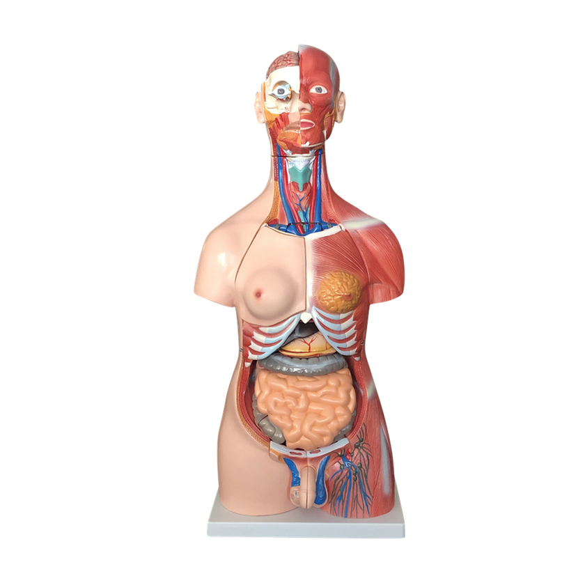 Budget Genderless Torso Model (30 Part)