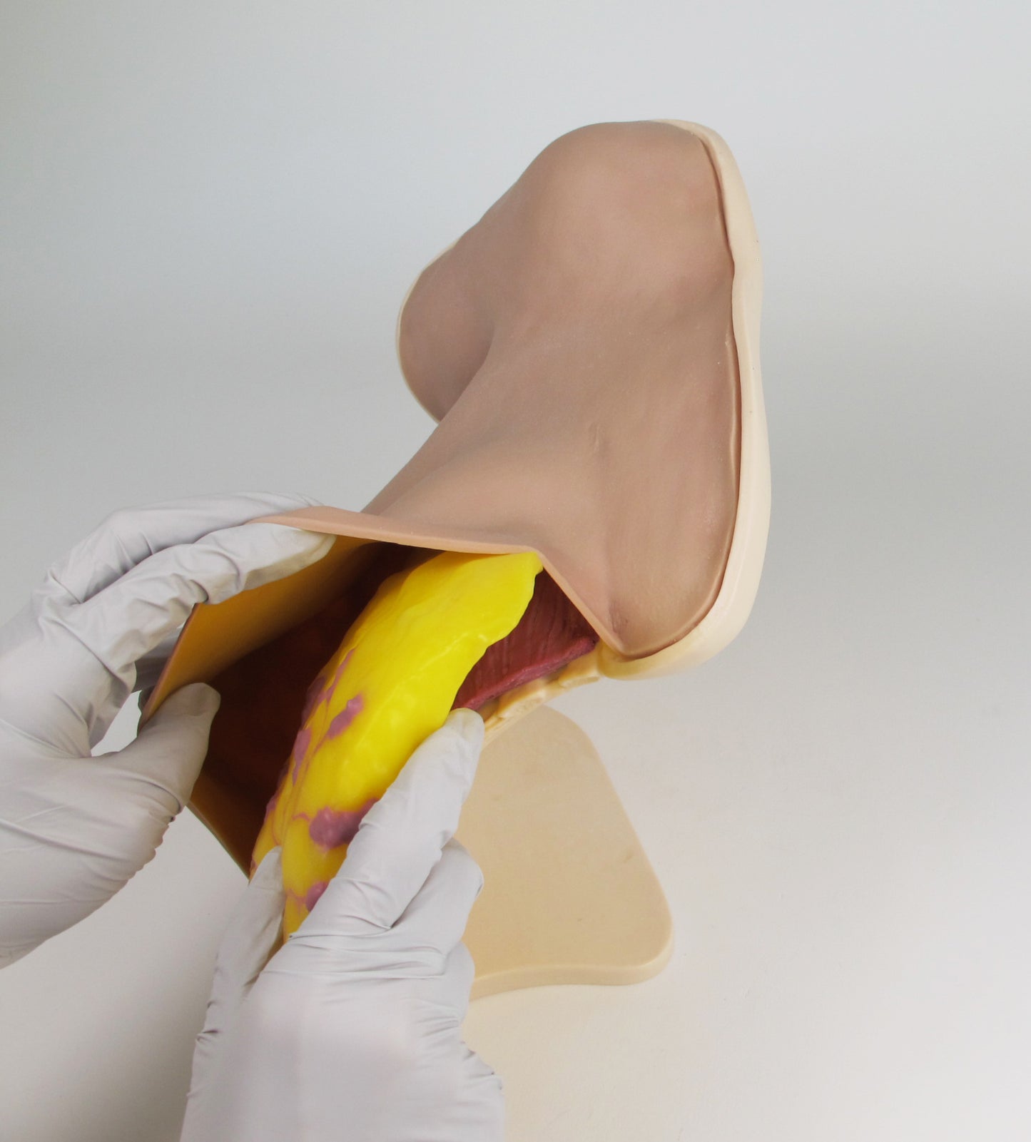 Breast Anatomy Model Half C-BAH-01 Image 5