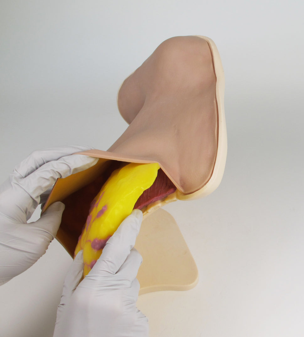 Breast Surgery Trainer