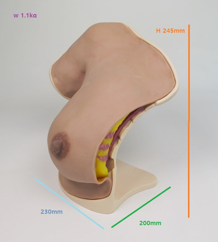 Breast Anatomy Model Half C-BAH-01 Image 7