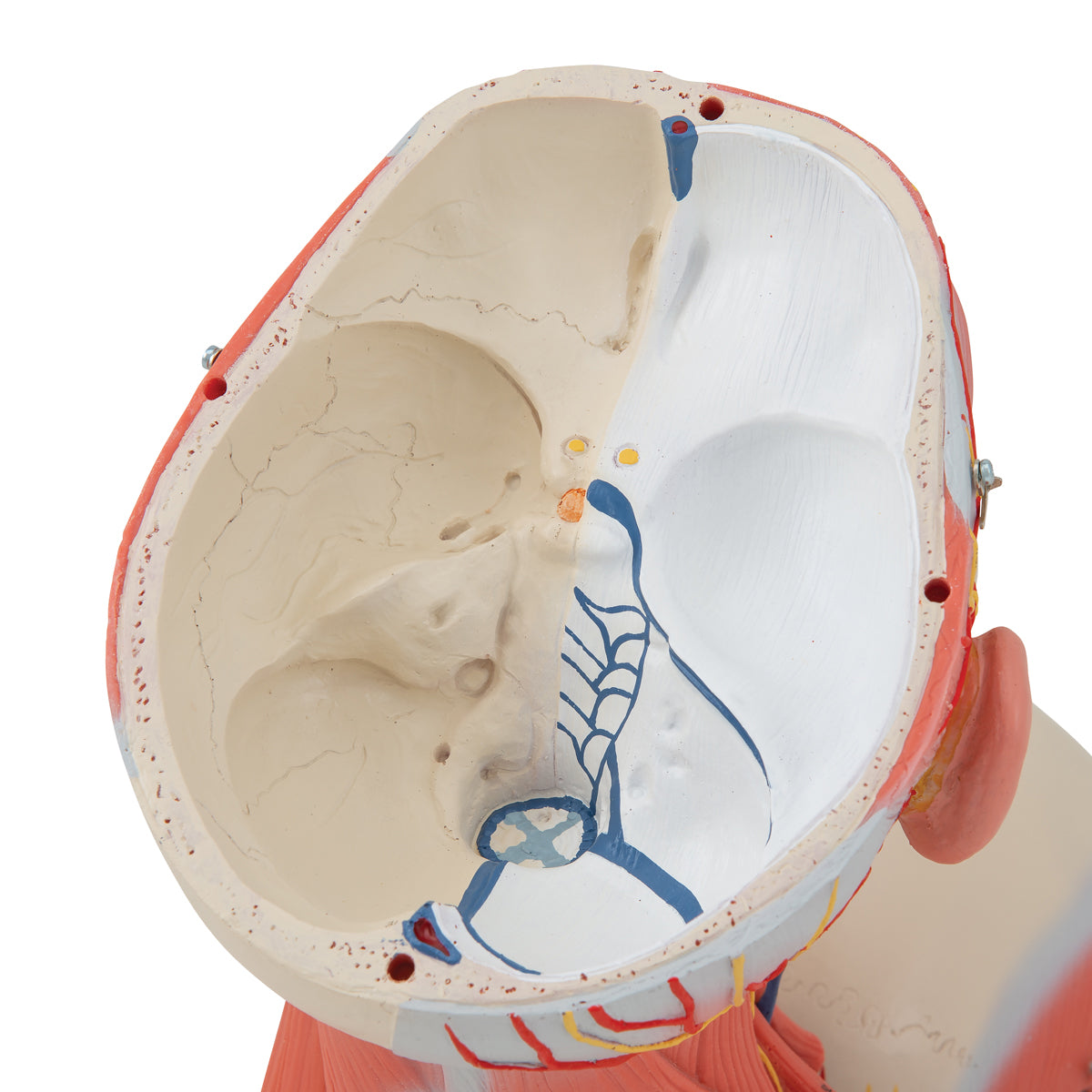 Head and Neck Musculature Model (5 part)