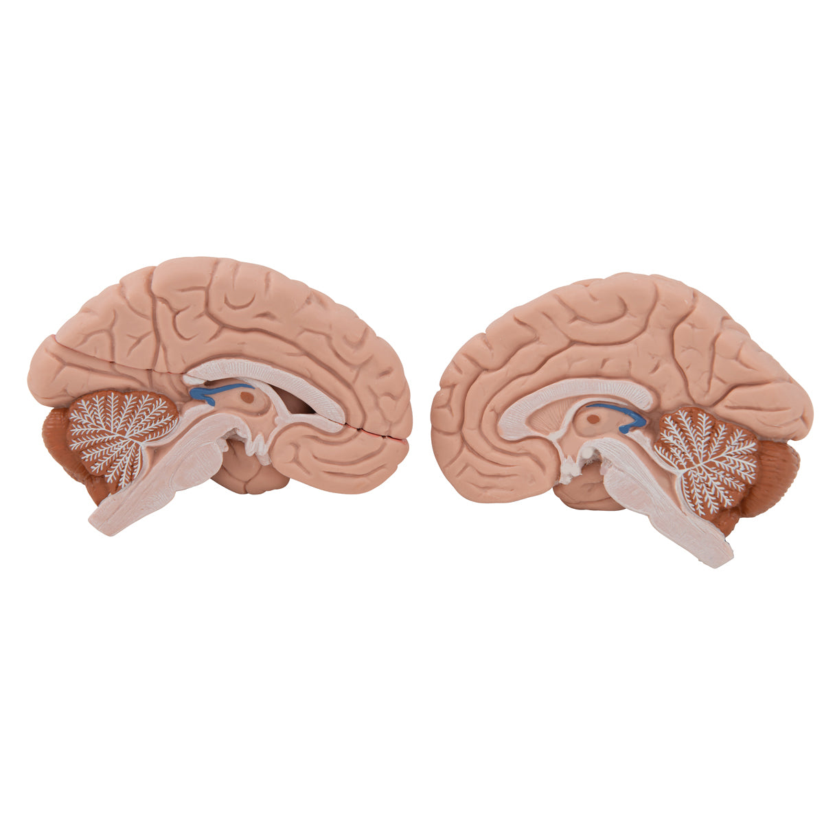 Head and Neck Musculature Model (5 part)