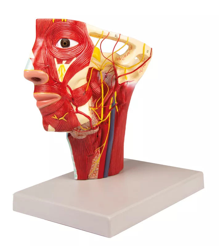 Arteries of Head Model C130 Image 2