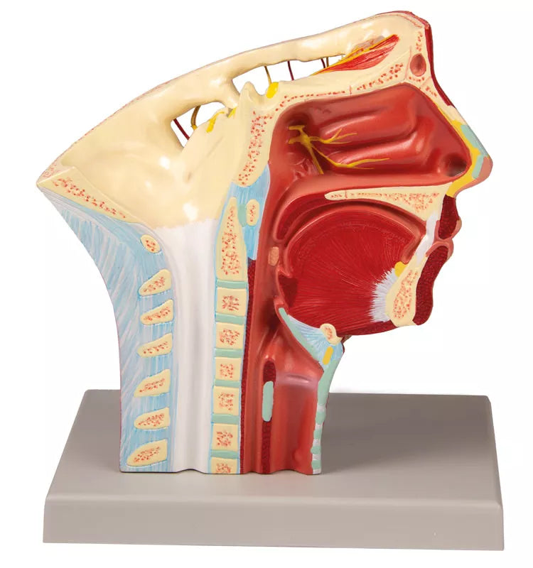 Head Arteries Model
