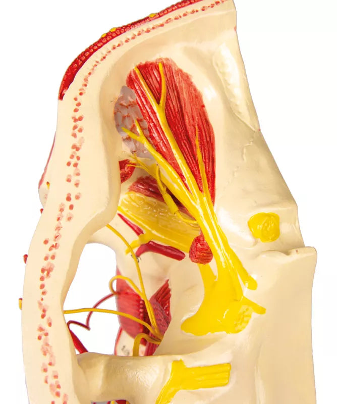 Head Arteries Model