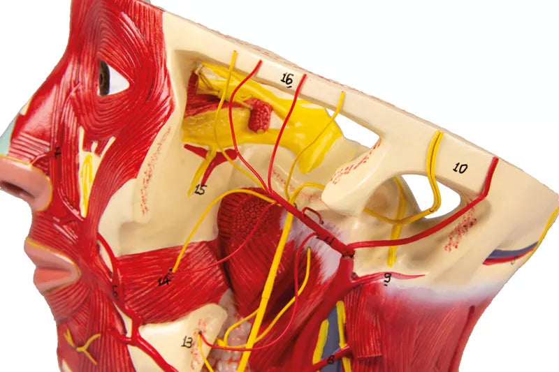 Arteries of Head Model C130 Image 6