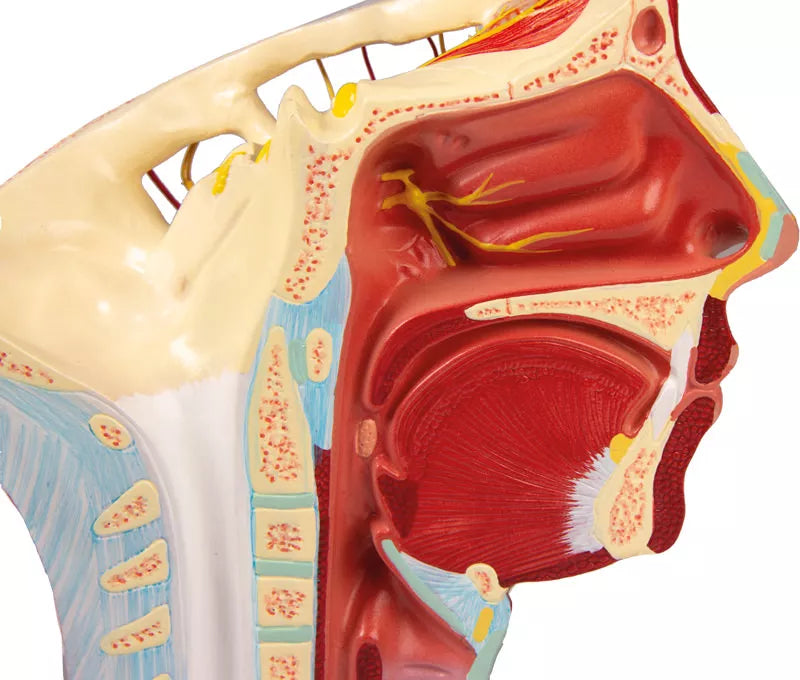Arteries of Head Model C130 Image 7