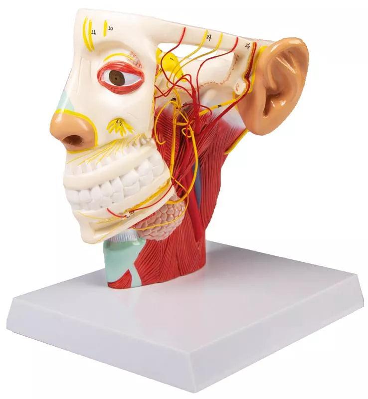 Head Nerves Model