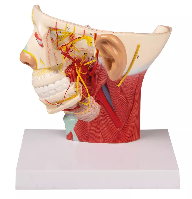 Nerves of the Head Model C131 Image 2