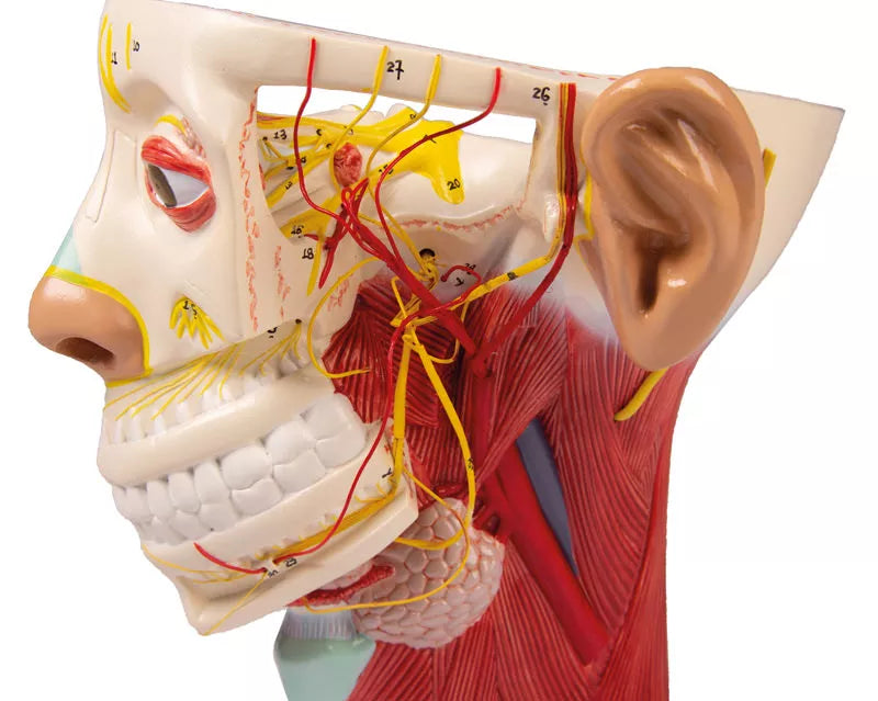 Head Nerves Model
