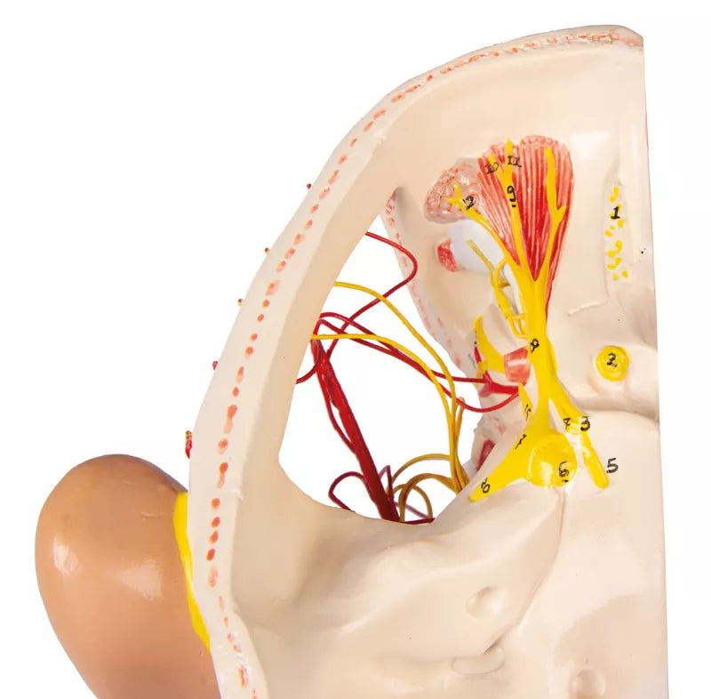 Head Nerves Model
