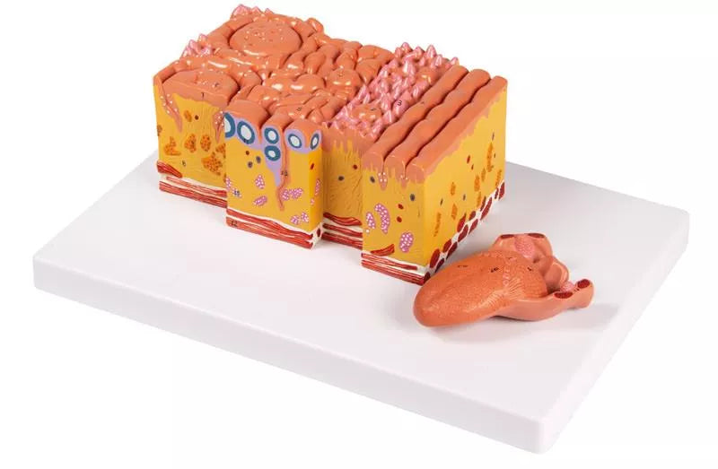 Tongue and Tongue Tissue Model