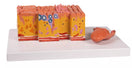Switch Tongue and Tongue Tissue Model C166 Image 2 2 image