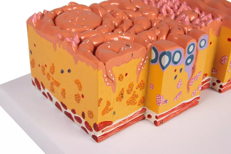 Tongue and Tongue Tissue Model