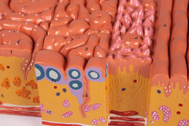 Tongue and Tongue Tissue Model