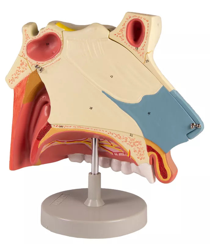 Nasal Cavity Model (3 times life-size, 3 parts)