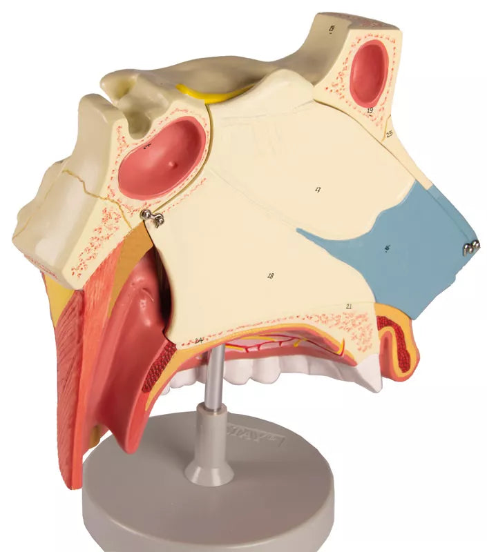 Nasal Cavity Model (3 parts) C182 Image 3