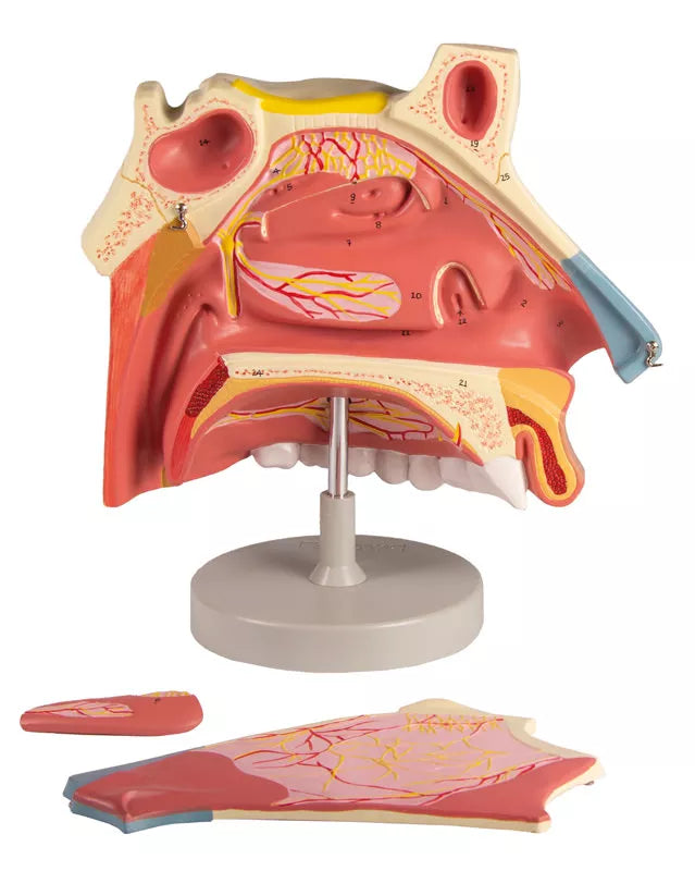 Nasal Cavity Model (3 parts) C182 Image 4