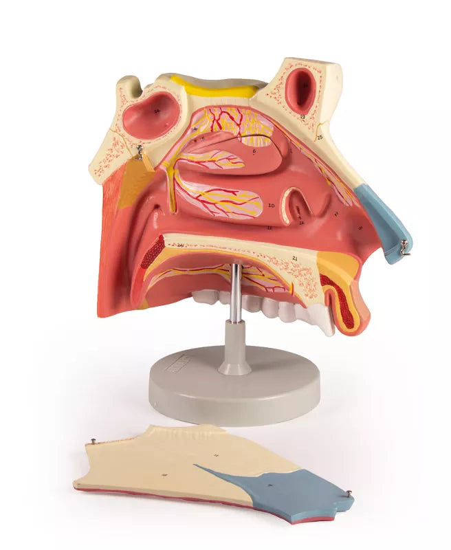 Nasal Cavity Model (3 parts) C182 Image 5