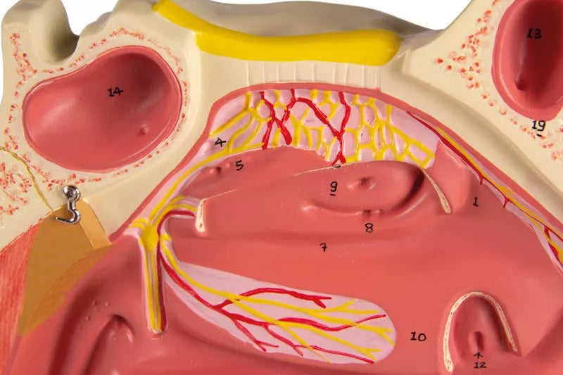 Nasal Cavity Model (3 times life-size, 3 parts)