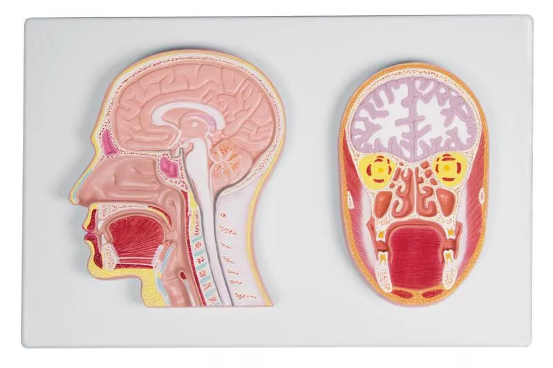Frontal and Median Section of the Head Relief Model (With Augmented Anatomy App) C213