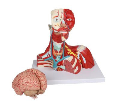 The 2 parts (brain and head, neck, and thorax) of the Head, Neck and Thorax Muscles Anatomy Model