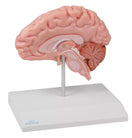 Switch Brain Half Model (With Augmented Anatomy App) C915 Image 2 2 image