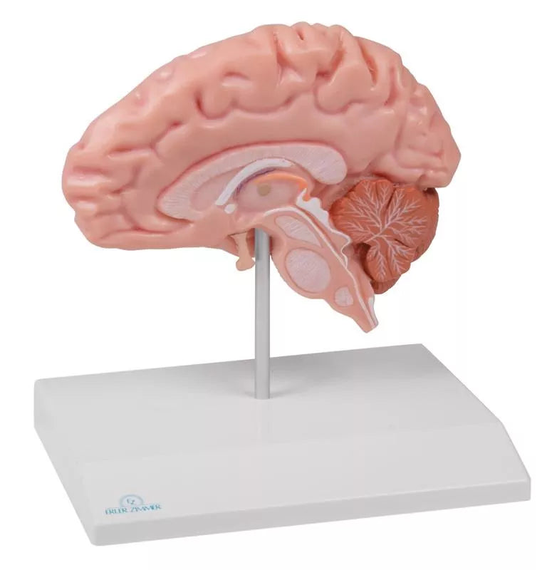 Brain Half Model (With Augmented Anatomy App)