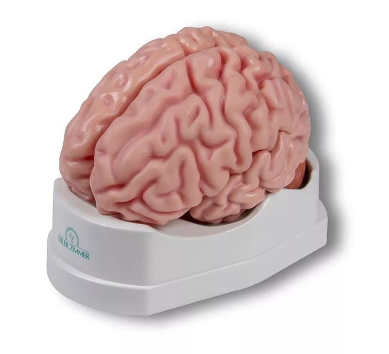 Brain Model (5 parts, With Augmented Anatomy App)
