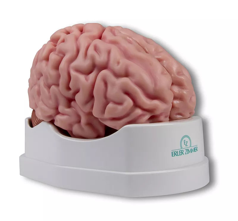 Brain Model (5 parts, With Augmented Anatomy App)