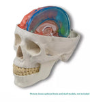 Switch Falx cerebri model C925 with skull and half brain 3 image