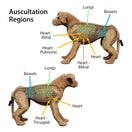 Switch Areas for auscultation on the Canine Auscultation Trainer 3 image