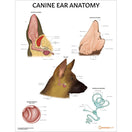 Switch Canine Ear Anatomy Chart/Poster - Laminated 2 image