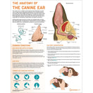 Switch The Anatomy of The Canine Ear Chart/Poster - Laminated 3 image