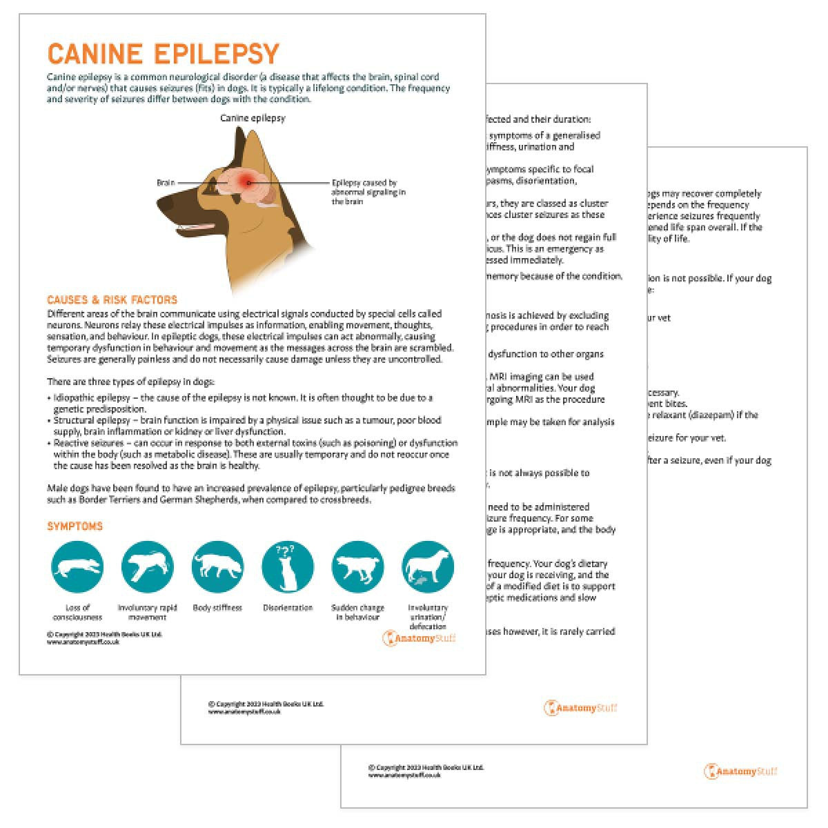 Canine Epilepsy Pet Owner Education Handout