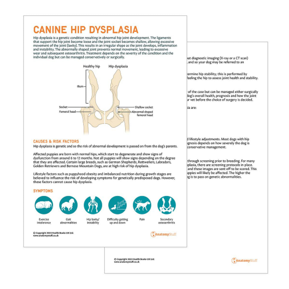 Canine Hip Dysplasia Pet Owner Education Handout (Printable PDF)