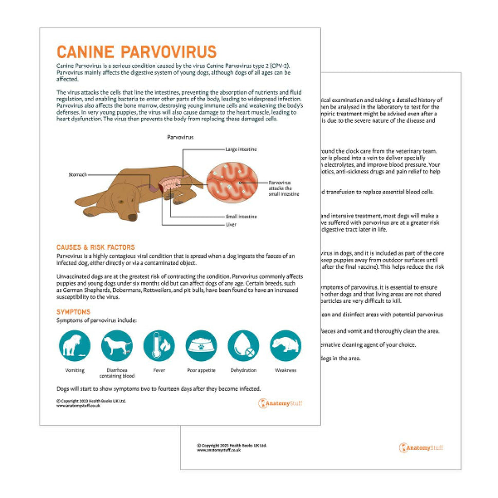 Canine Parvovirus Pet Owner Education Handout (Printable PDF)