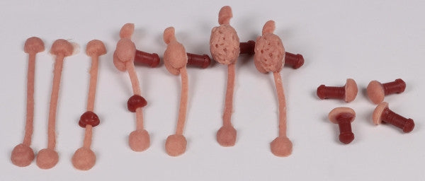 The different urethra, prostate, perineum, and rectum models.