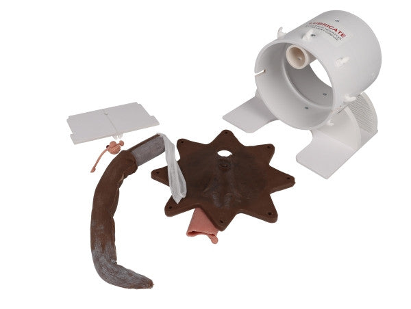Canine Rectal Exam Task Trainer