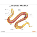 Switch Corn Snake Anatomy Chart/Poster 2 image