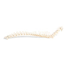 Switch Canis Lupus Familiaris - Flexible Canine Spinal Column 2 image