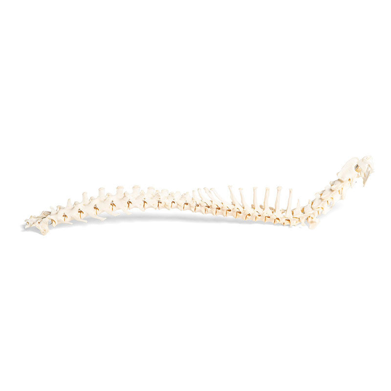 Flexible Dog Spinal Column (Canis Lupus Familiaris)