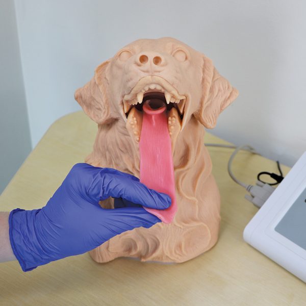 Canine Intubation Simulator