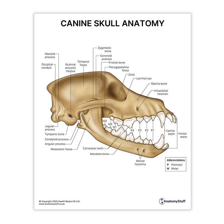 Canine Skull Anatomy Print (Small 20 x 25 cm)