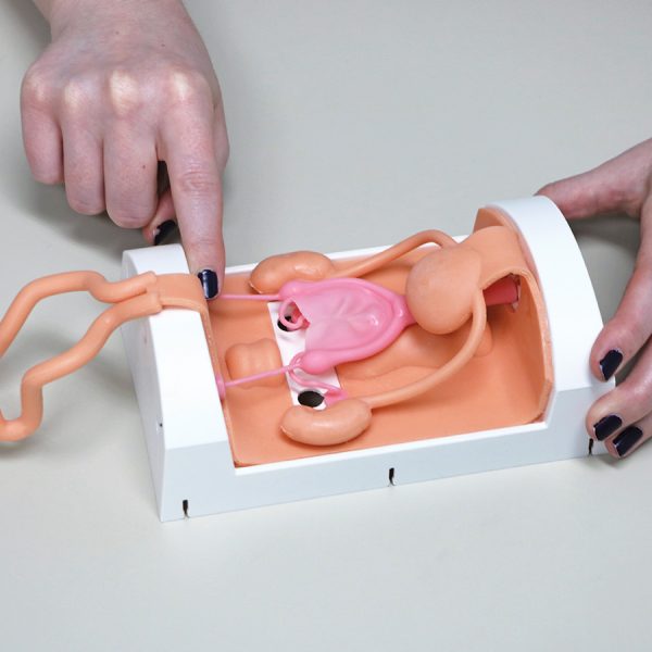 Canine Spay Simulation Kit 47010600 close up interior