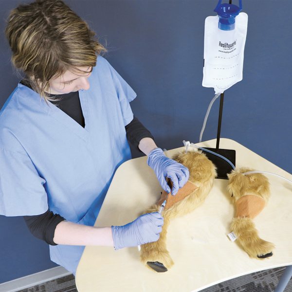 Canine Venepuncture Legs